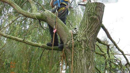 bomen rooien Tilburg in de Reeshof